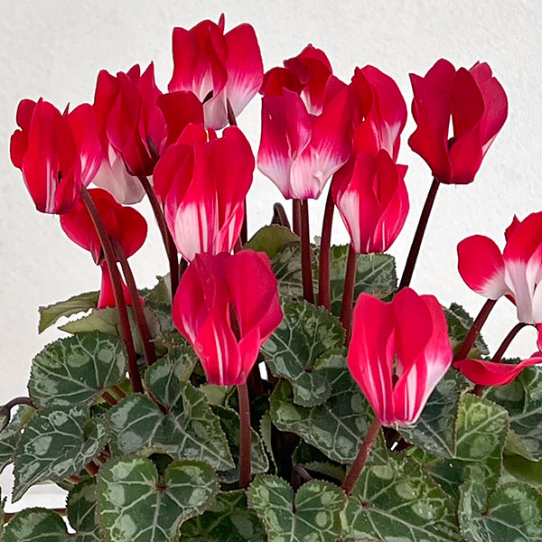 シクラメン：ボンボニエール3号ロングポット