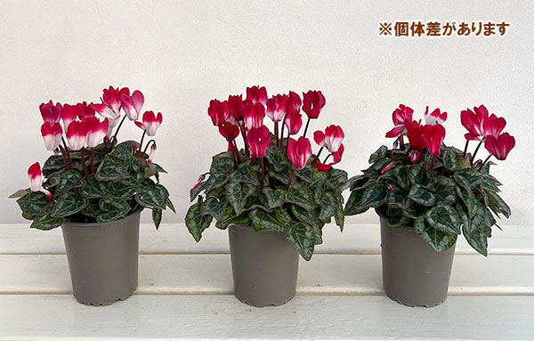 シクラメン：ボンボニエール3号ロングポット