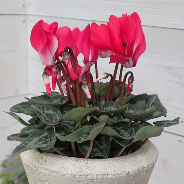 シクラメン：ボンボニエール3号ロングポット