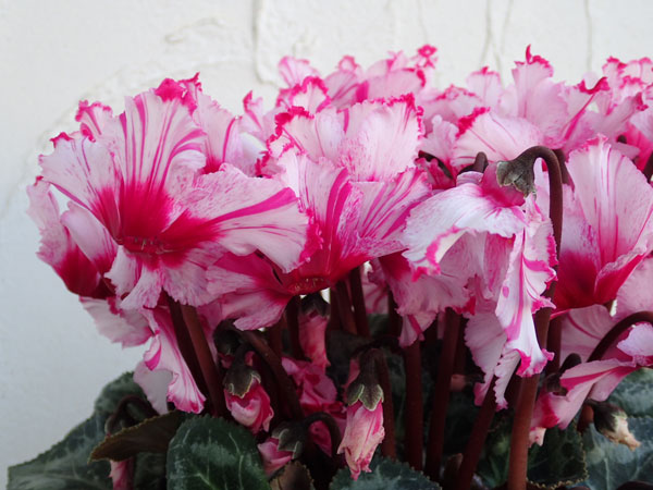 園芸ネット本店｜シクラメン：ハーレービクトリア5号レリーフウッド