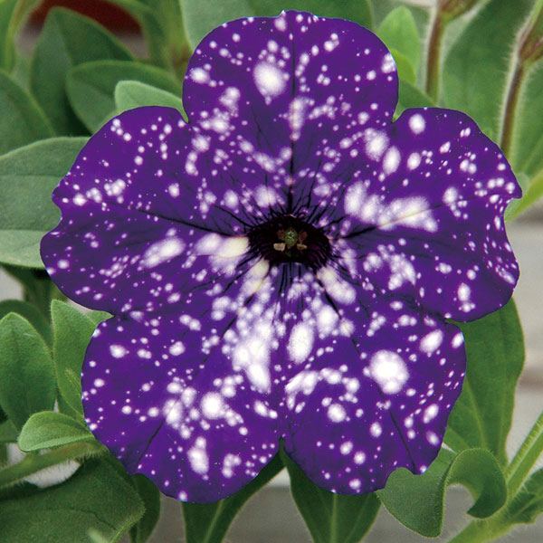 ペチュニア:ナイトスカイ3.5号ポット 6株セット