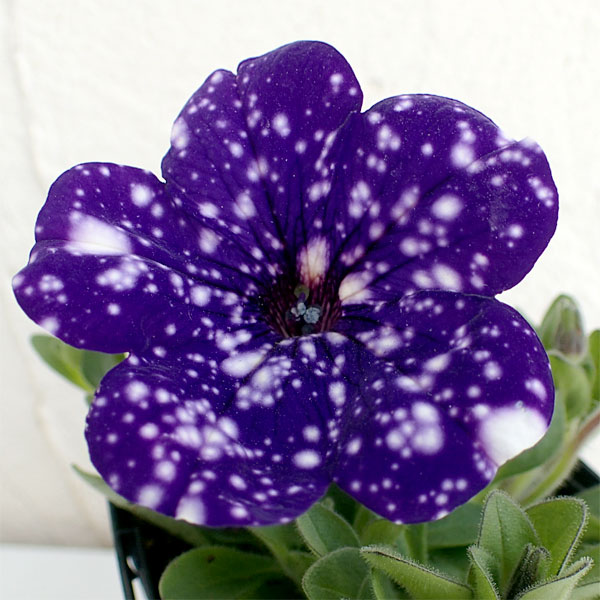 ペチュニア:ナイトスカイ3.5号ポット 6株セット