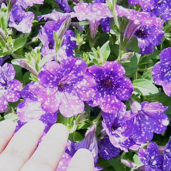 ペチュニア:ナイトスカイ3.5号ポット 6株セット