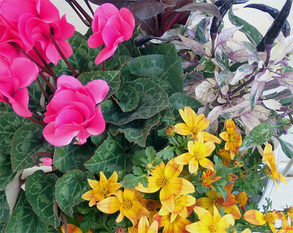 季節の寄せかごセットD：ホワイトバスケット入り