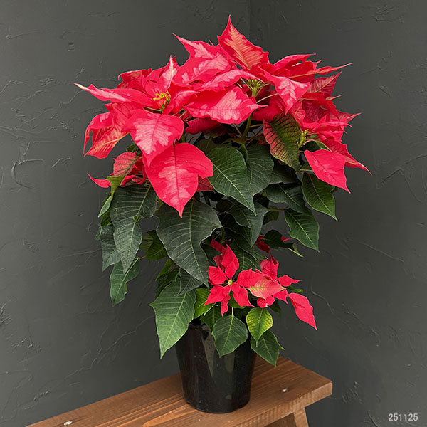 ポインセチア:アイスパンチ5号鉢植え*