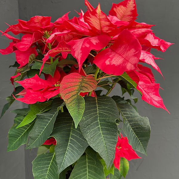 ポインセチア:アイスパンチ5号鉢植え*