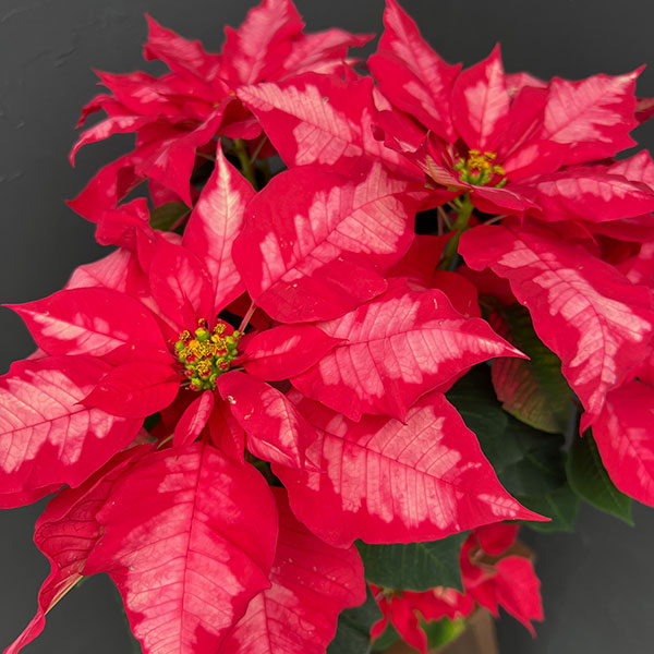 ポインセチア:アイスパンチ5号鉢植え*