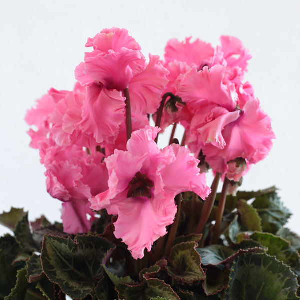 花籠 ( ピンク ) 1個 048867016e3e280920d372855628ba