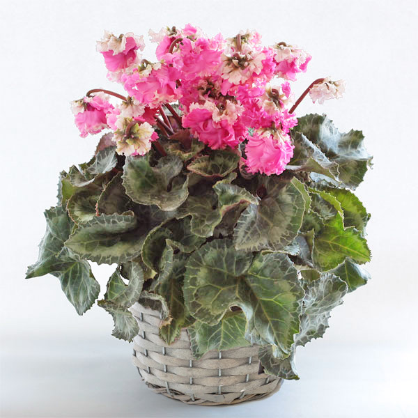 シクラメン：あげはスイートベールピンク5号鉢植えカゴ入り