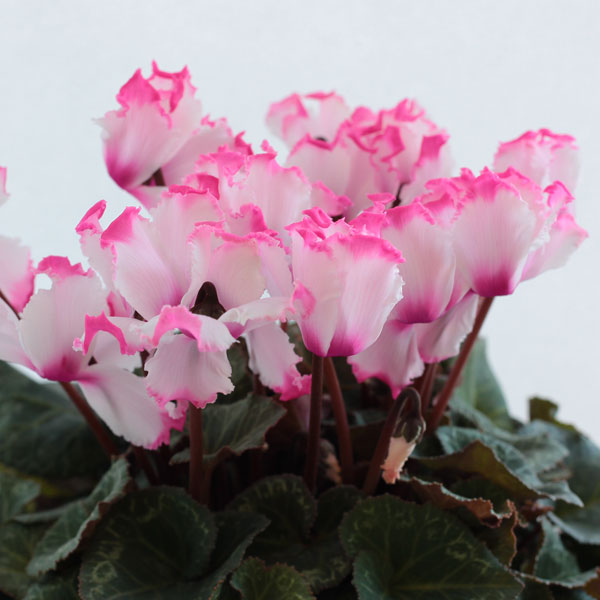 シクラメン：ビクトリア ピンク5号鉢植えカゴ入り