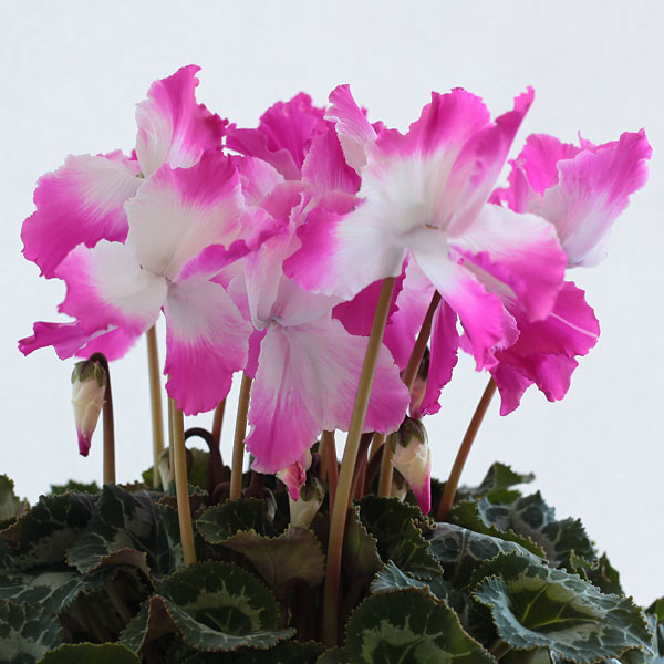 園芸ネット本店｜シクラメン：プルマージュウェーブパープル5号鉢植え