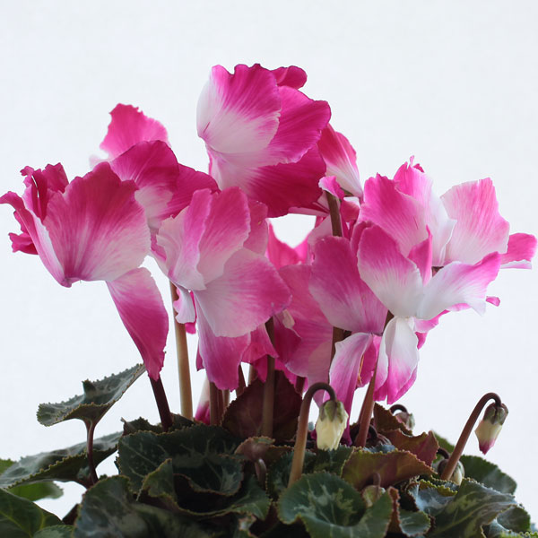 シクラメン：プルマージュウェーブワイン5号鉢植えカゴ入り