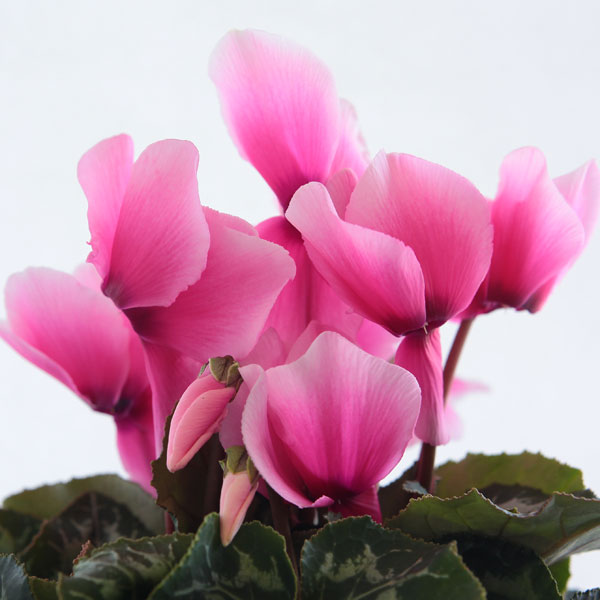 シクラメン：ミユキローズ5号鉢植えカゴ入り