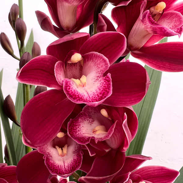 シンビジューム：ワインシャワー 5本立ち　6号鉢植え