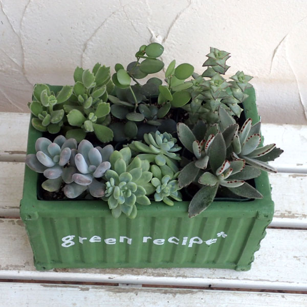 園芸ネット本店｜多肉植物寄せ植え：20Fコンテナープランター（緑
