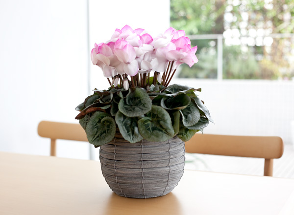 シクラメン:イッセイピアス5号鉢植えカゴ入り