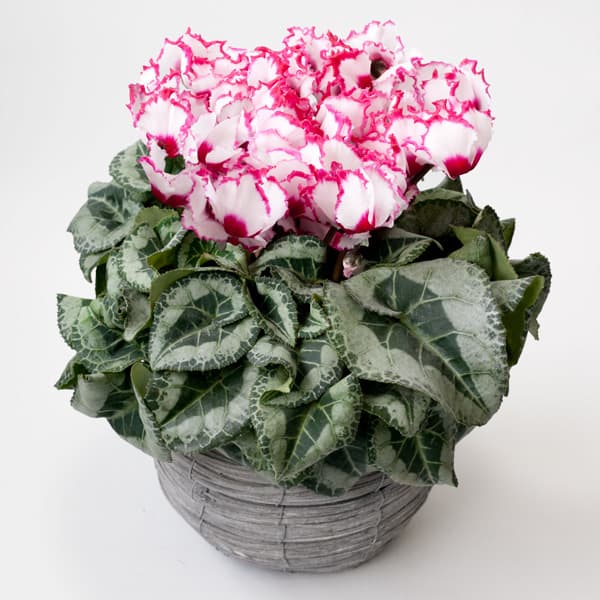 シクラメン:イッセイビクトリア5号鉢植えカゴ入り