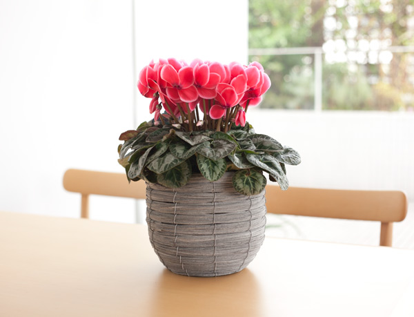 シクラメン:イッセイリップオレンジ5号鉢植えカゴ入り
