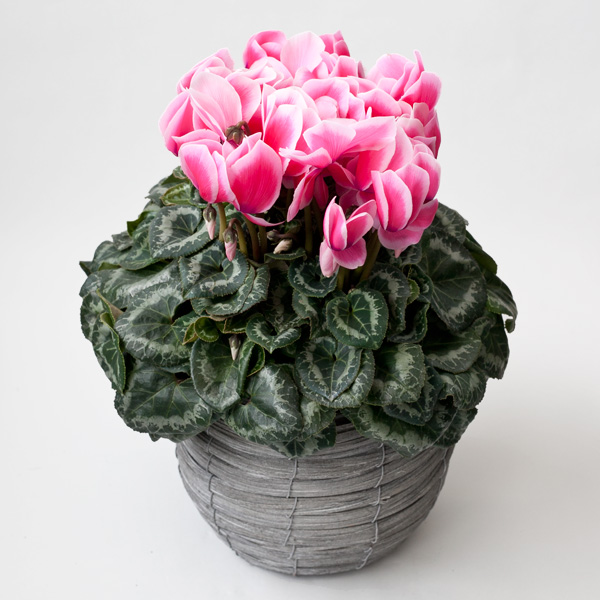 園芸ネット本店｜シクラメン：イッセイリップピンク5号鉢植えカゴ入り