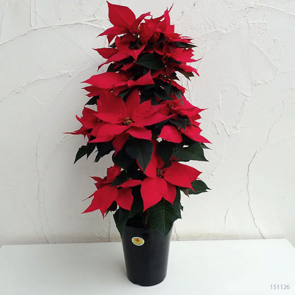 ポインセチア:フェラーラ ツリー仕立て5号鉢植え