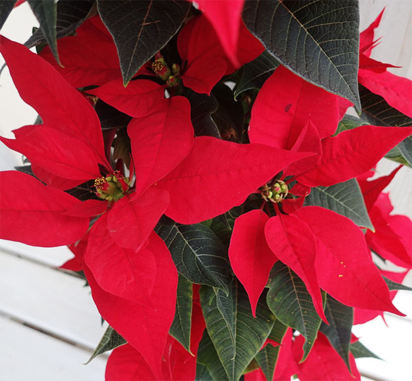 ポインセチア:フェラーラ ツリー仕立て5号鉢植え