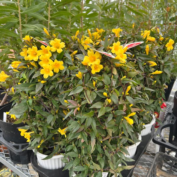 カロライナジャスミン5号鉢植え