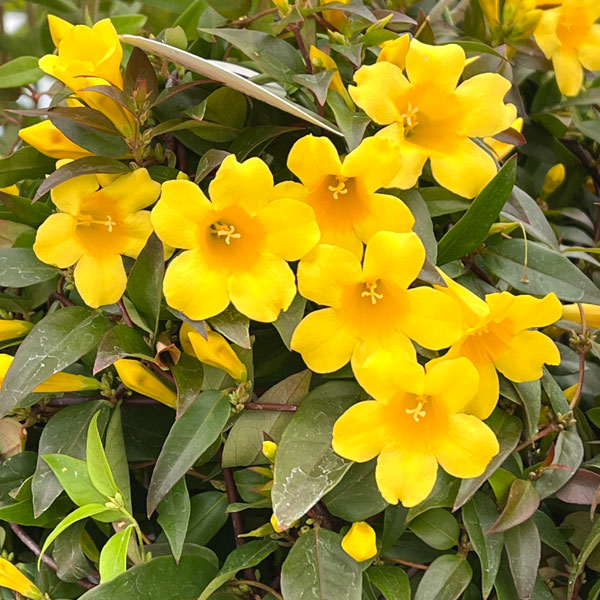 カロライナジャスミン5号鉢植え