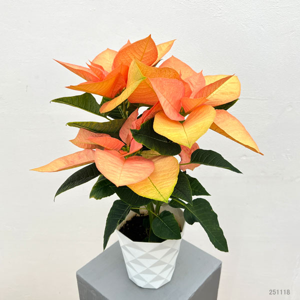 ポインセチア:ゴールド5号鉢植え