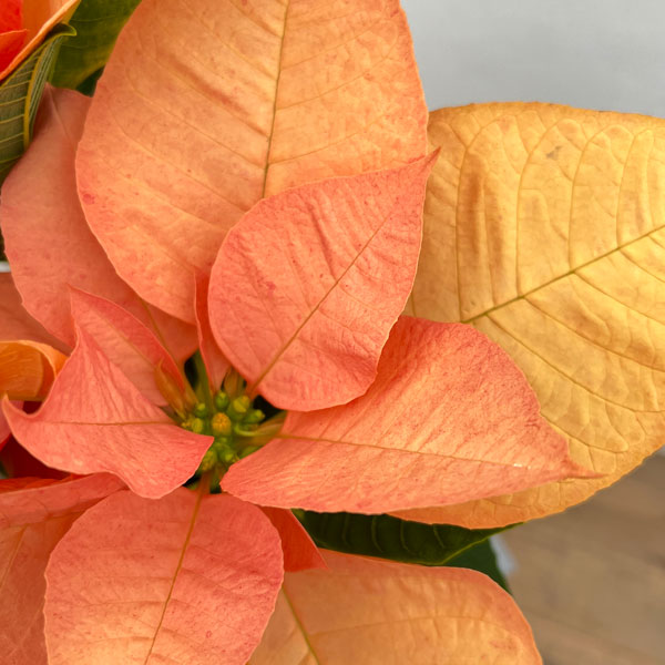 ポインセチア:ゴールド5号鉢植え