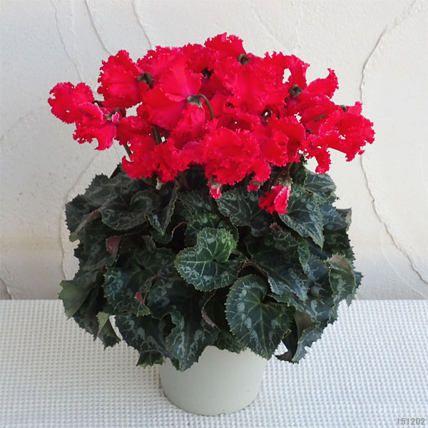 園芸ネット本店｜シクラメン：聖夜のあかり5号鉢植えカゴ入り の通販