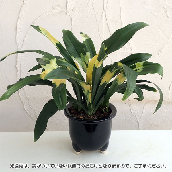 園芸ネット本店｜[ギフトに]オモト（万年青）：宝船宗石5号鉢植え