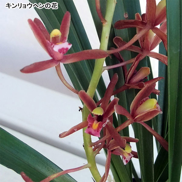 みつばち蘭の苗3種セット（蘭用液肥付き）