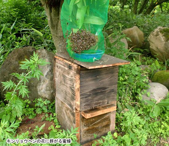 みつばち蘭の苗3種セット（蘭用液肥付き）