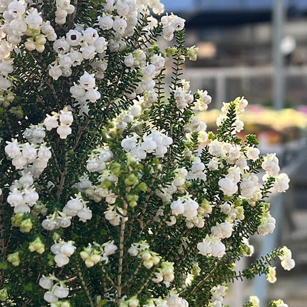 （わけあり特価）スズランエリカ・ツリー仕立て4号鉢植え