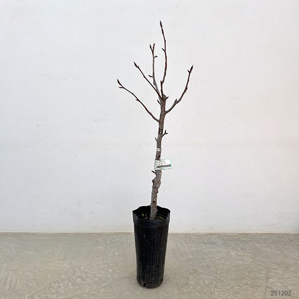 ナシ（梨）：凛夏（りんか）4～5号ポット