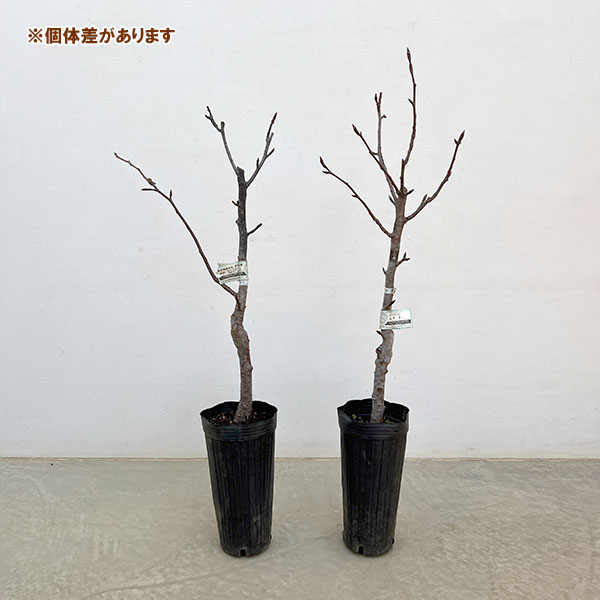 ナシ（梨）：凛夏（りんか）4～5号ポット