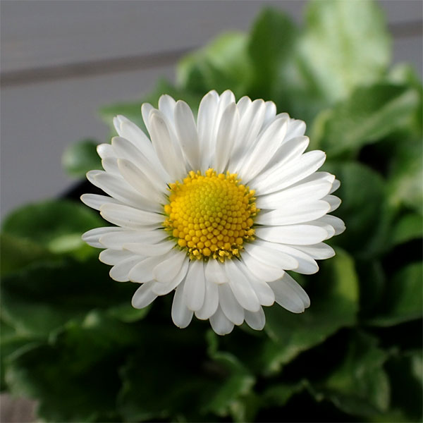 園芸ネット本店｜イングリッシュデージー 3-3.5号ポット 12株セット の