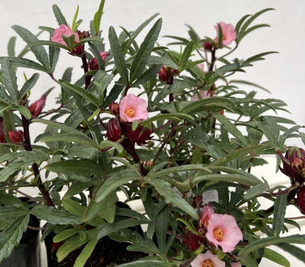 ローゼル(ハイビスカスティー)3-3.5号ポット