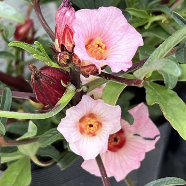 ローゼル(ハイビスカスティー)3-3.5号ポット