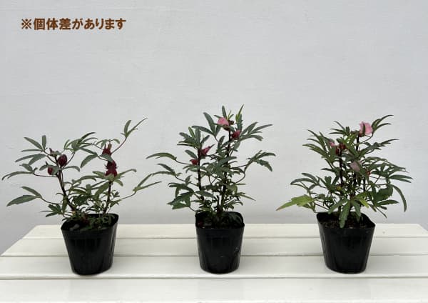 ローゼル(ハイビスカスティー)3-3.5号ポット