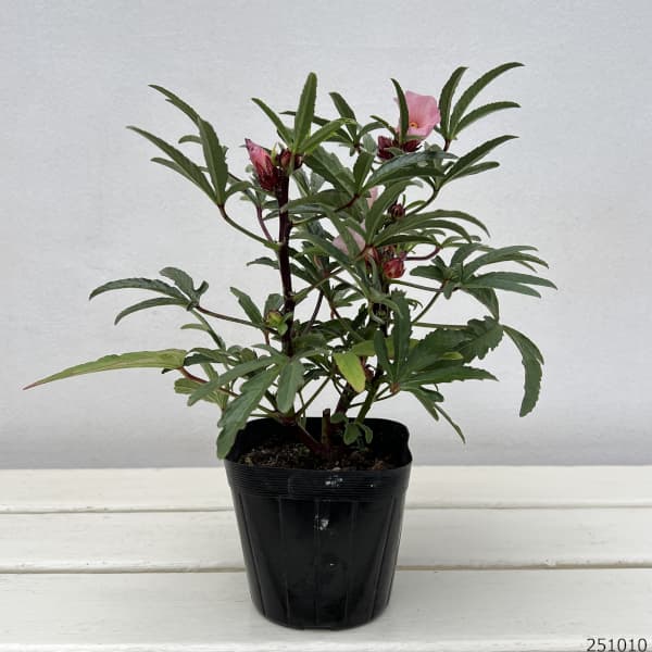 ローゼル(ハイビスカスティー)3-3.5号ポット