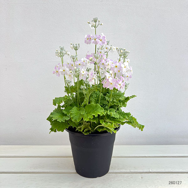 サクラソウ:ウインティーサクラ5号鉢植え