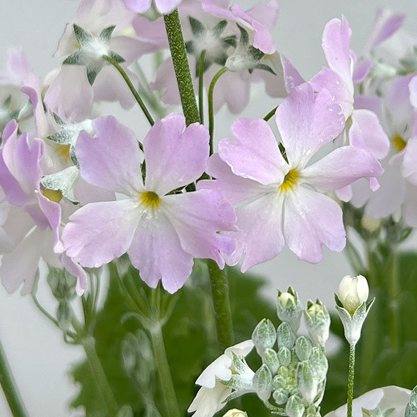 サクラソウ:ウインティーサクラ5号鉢植え