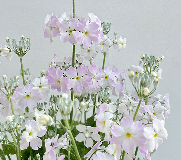 サクラソウ:ウインティーサクラ5号鉢植え