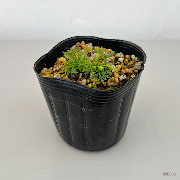 スミレ：白鶴（ハクツル）2.5号ポット