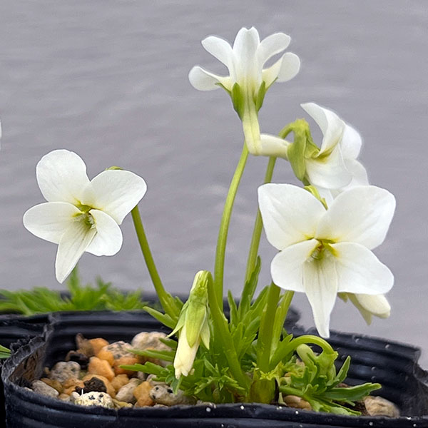 スミレ：白鶴（ハクツル）2.5号ポット