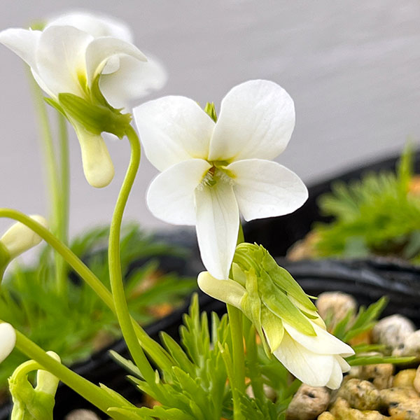 スミレ：白鶴（ハクツル）2.5号ポット