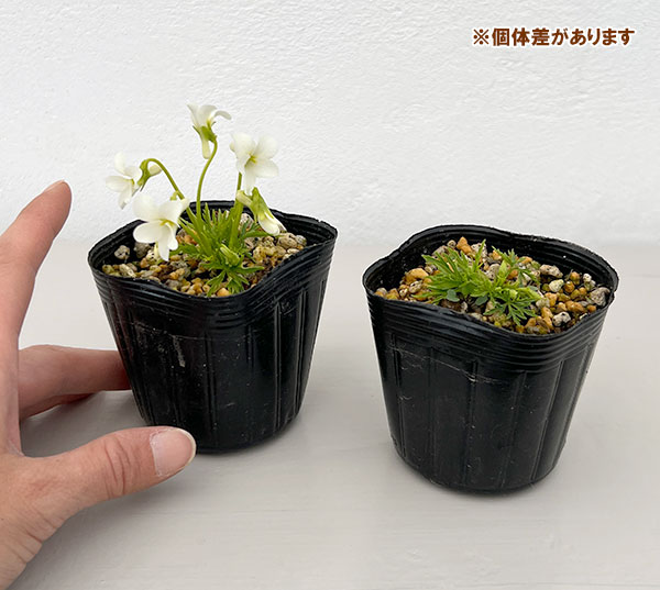 スミレ：白鶴（ハクツル）2.5号ポット