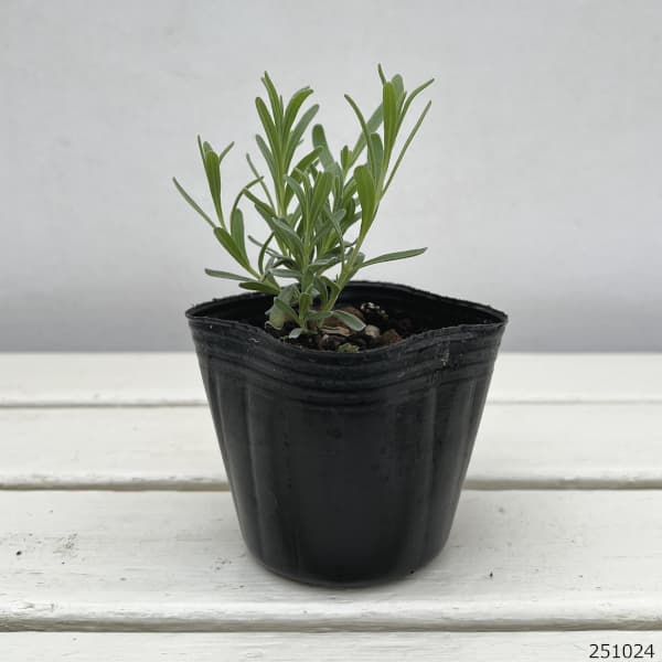 ラベンダー(イングリッシュ):ロイヤルパープル3号ポット