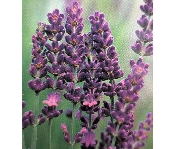 イングリッシュラベンダー：ロイヤルパープル3号ポット